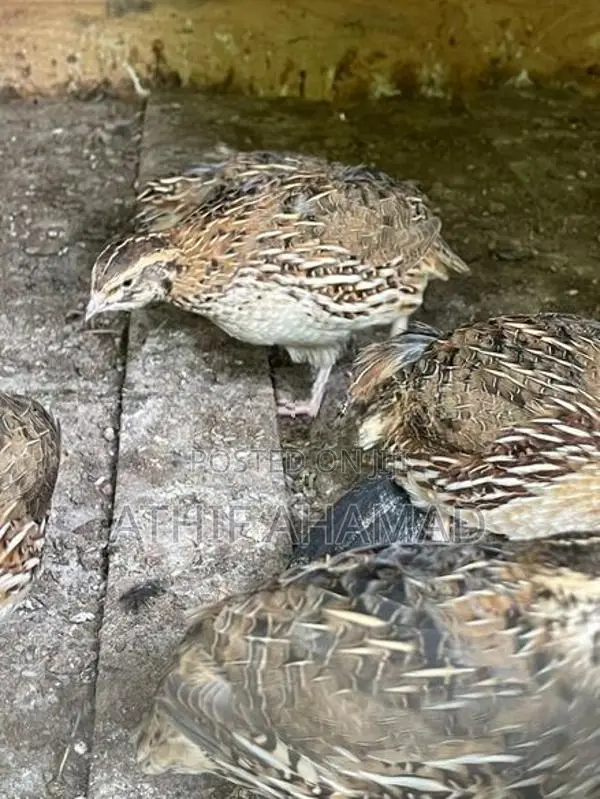 Quail Chicks