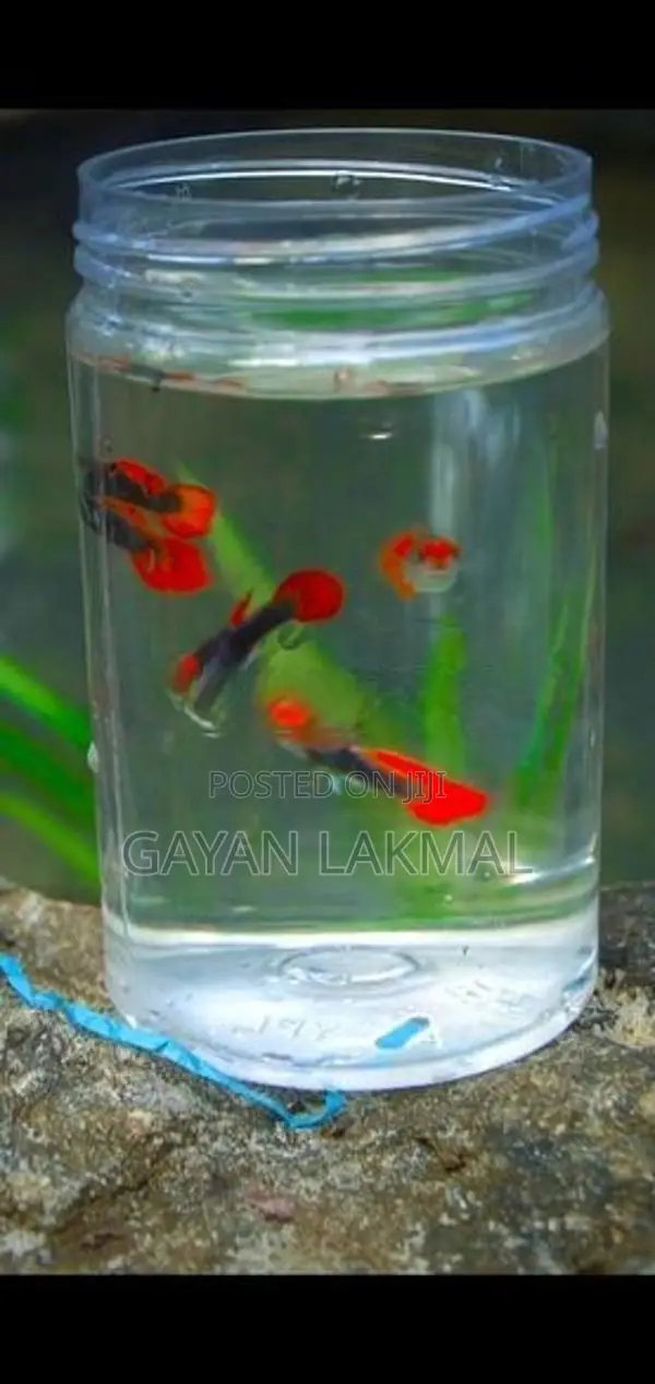 Koi Thuxedo Guppy