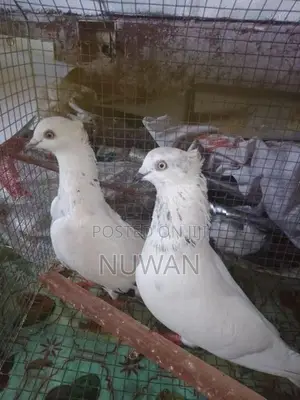 Pigeons