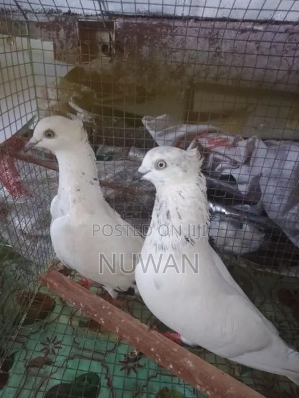 Pigeons