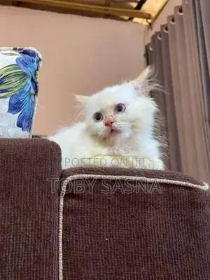 Persian cat