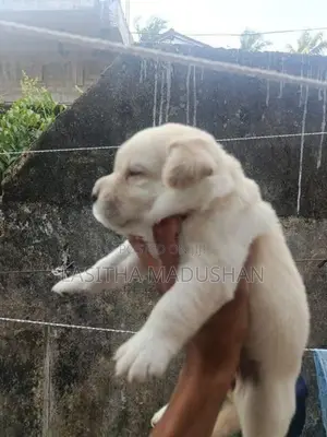 Labrador Puppy
