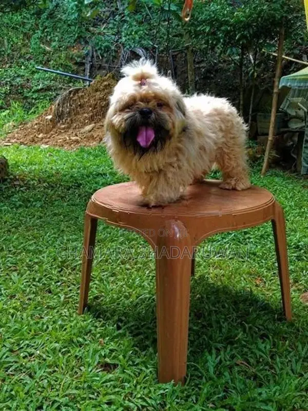 Shih Tzu Puppy