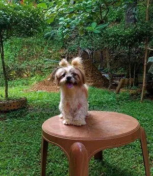 Shih Tzu Puppy