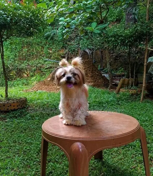Shih Tzu Puppy