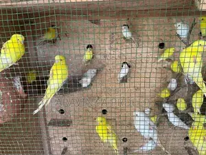 Love birds