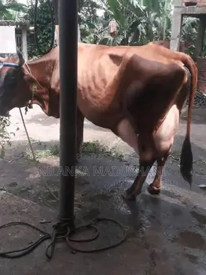 Jersey Cow