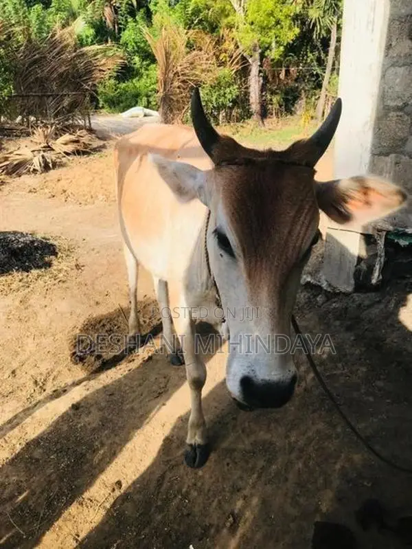 Farm Cows