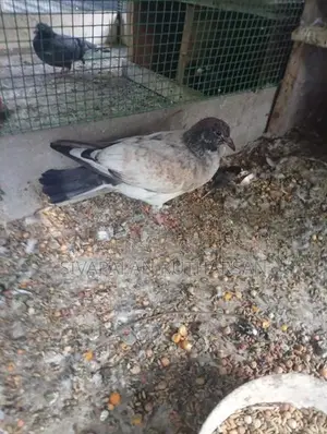 புறா Pigeons