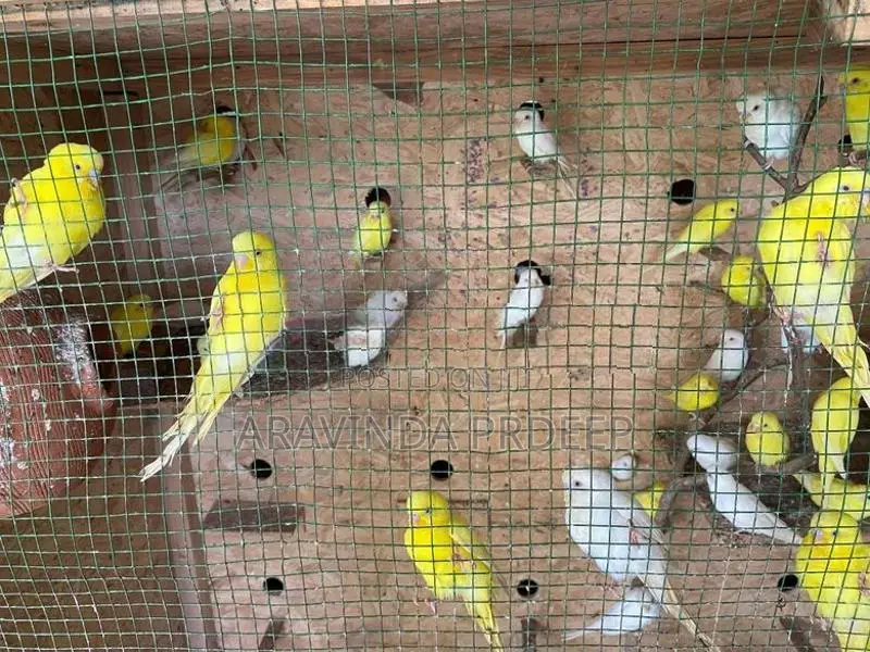 love Birds