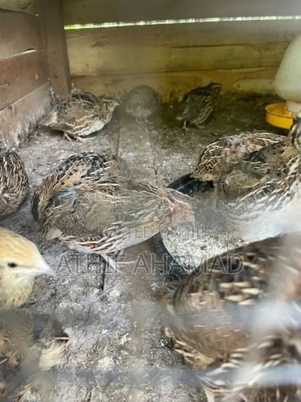 Quail Chicks