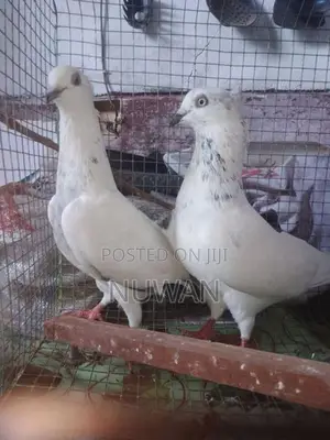 Pigeons