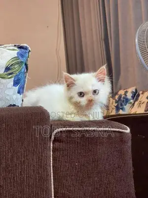 Persian cat