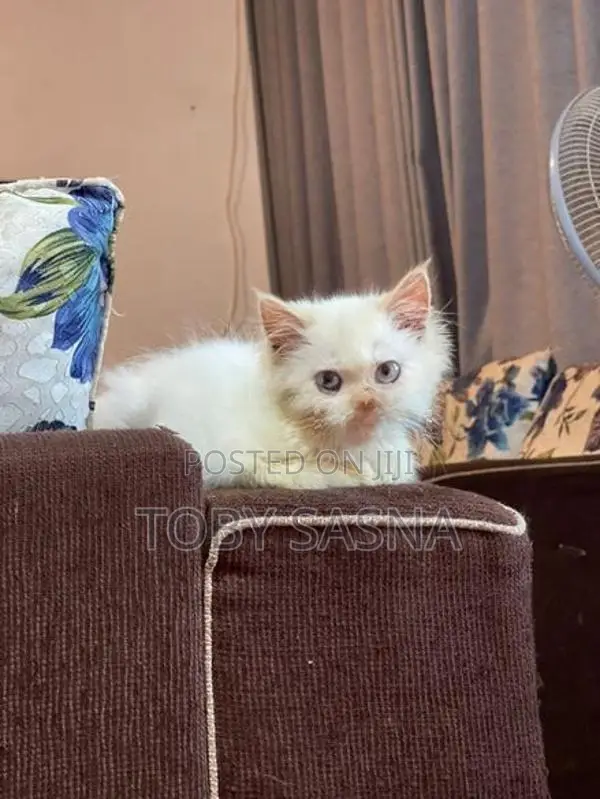 Persian cat