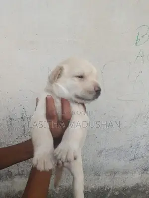 Labrador Puppy