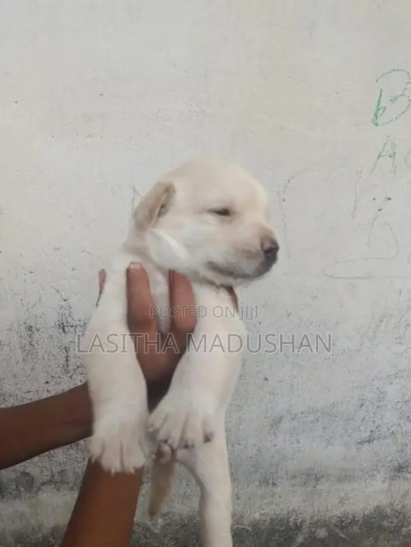 Labrador Puppy