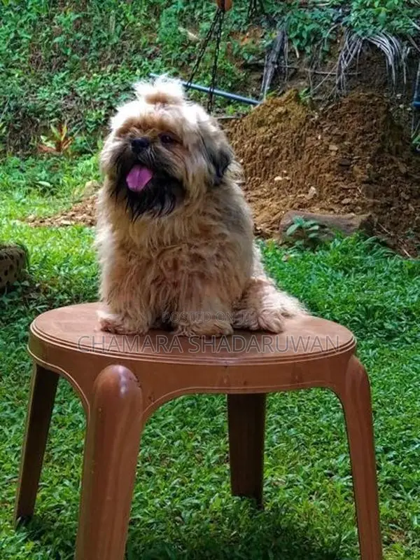 Shih Tzu Puppy