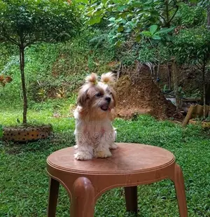 Shih Tzu Puppy