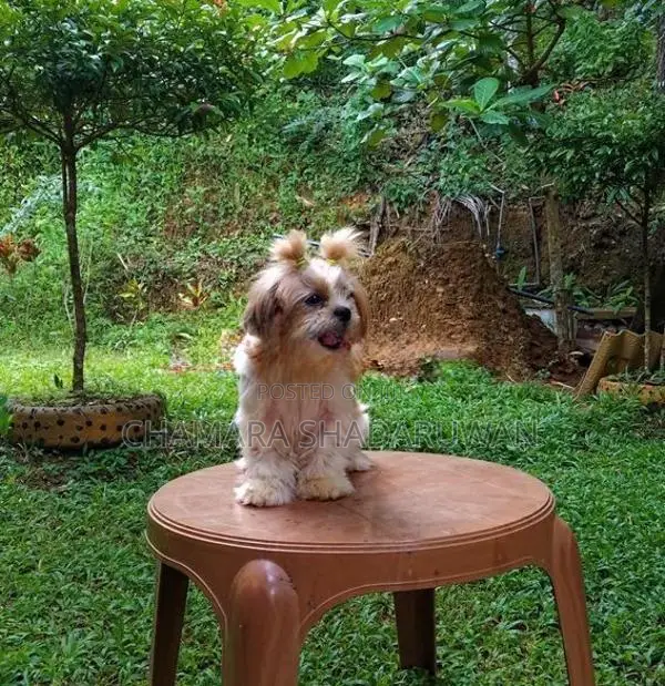 Shih Tzu Puppy