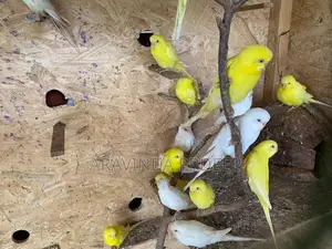 Love birds