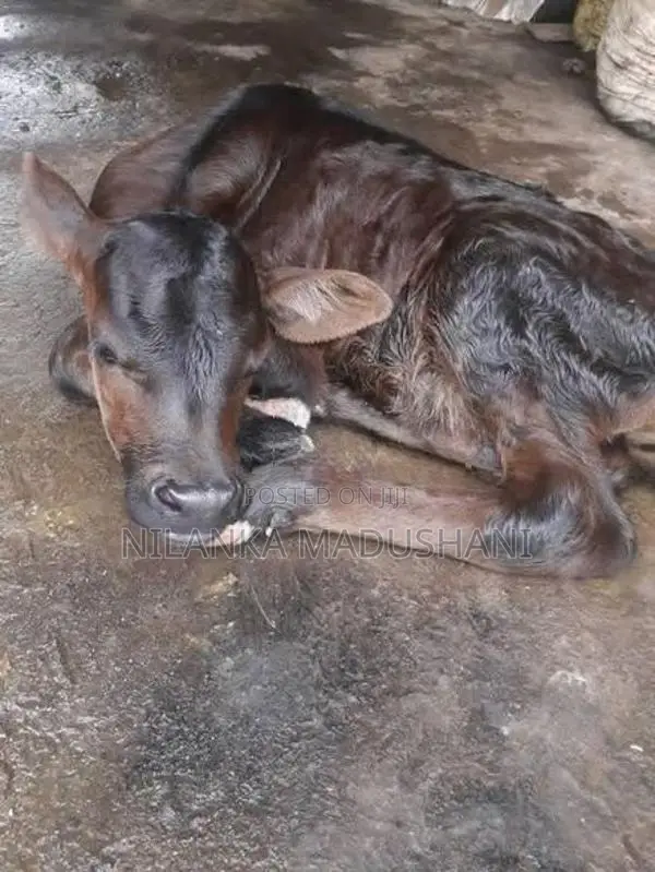 Jersey Cow