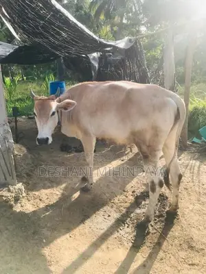 Farm Cows