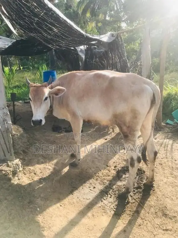 Farm Cows