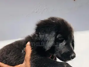 German Shepherd Puppy