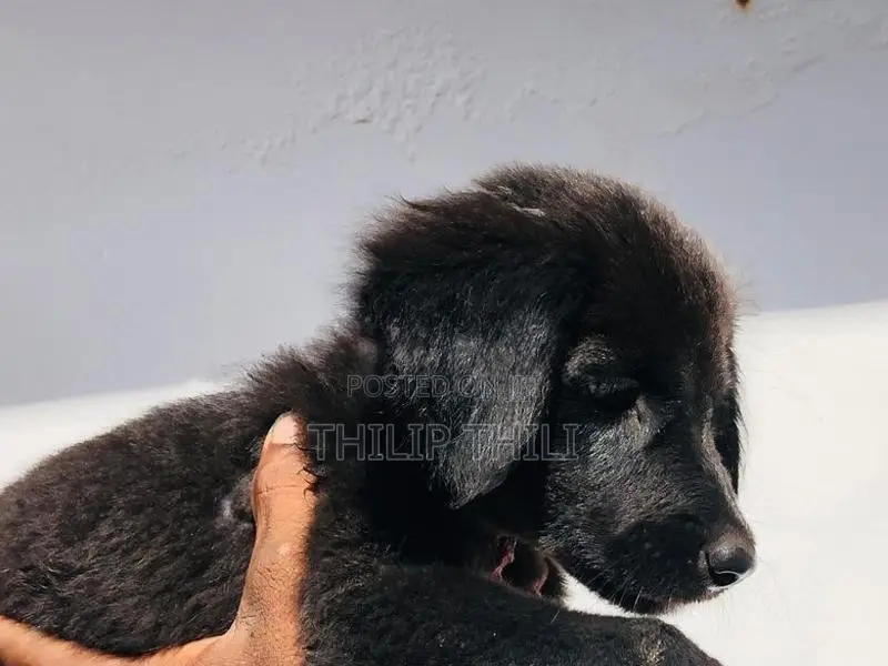 German Shepherd Puppy