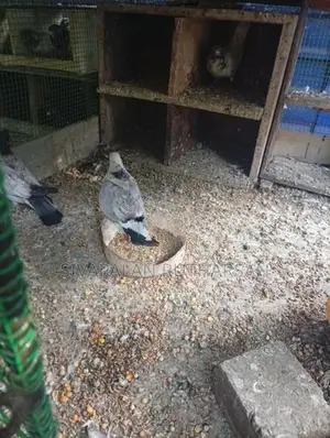 புறா Pigeons