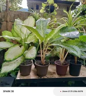 aglonima plants