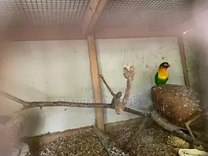 love Birds