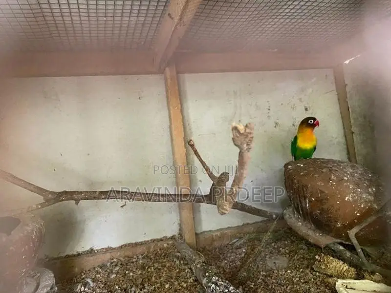 love Birds