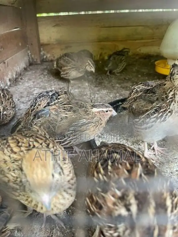 Quail Chicks