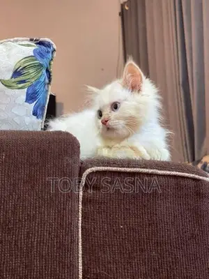 Persian cat