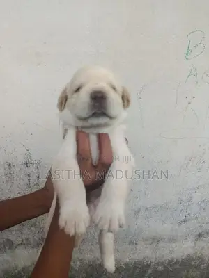Labrador Puppy