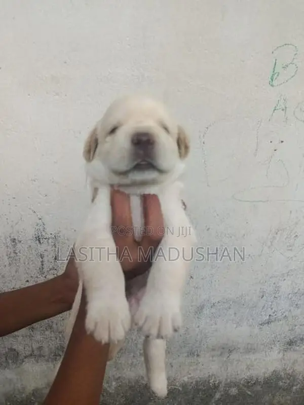 Labrador Puppy