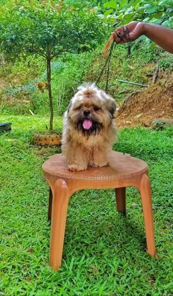 Shih Tzu Puppy