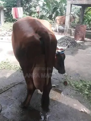 Jarcyi Cow