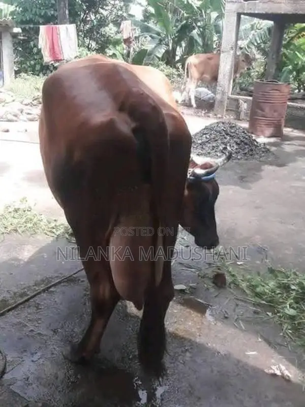 Jarcyi Cow