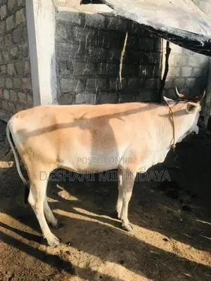 Farm Cows