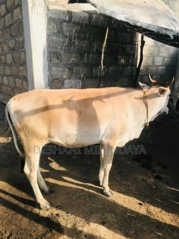 Farm Cows