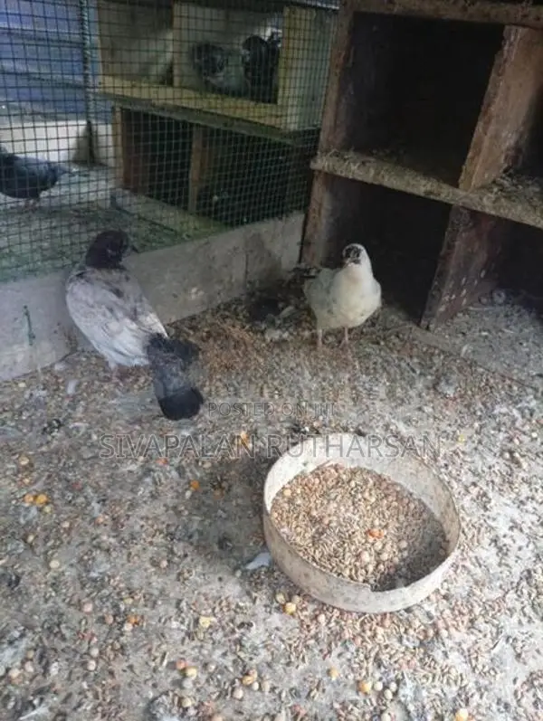 புறா Pigeons