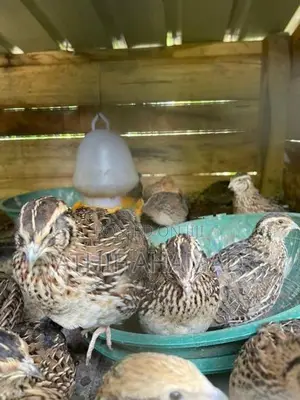 Quail Chicks