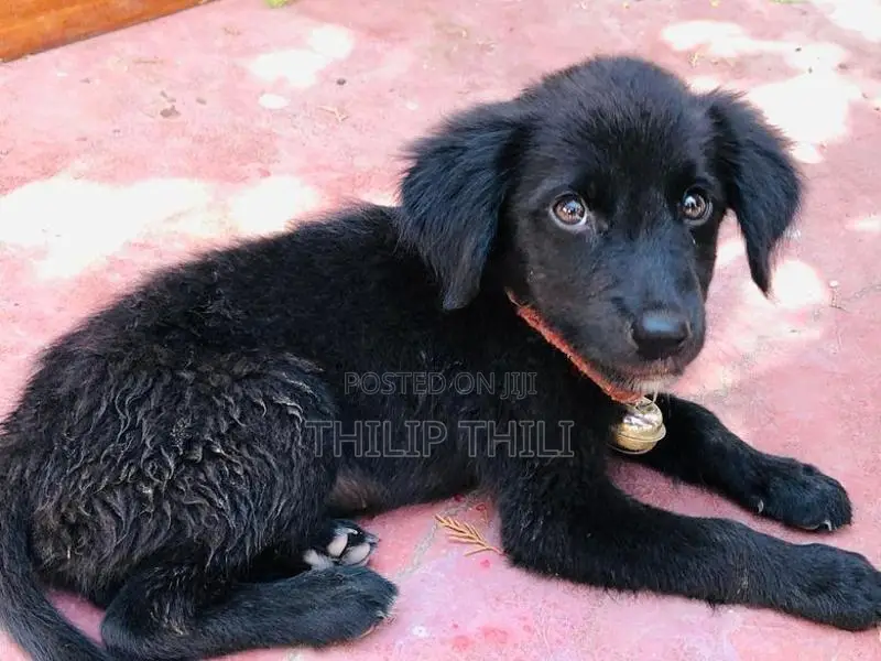 German Shepherd Puppy