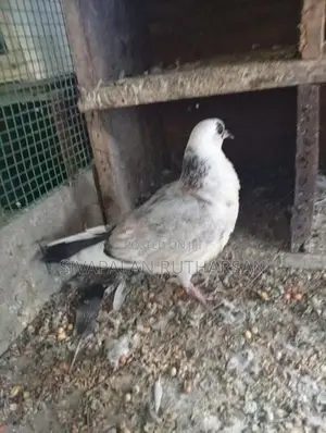 புறா Pigeons