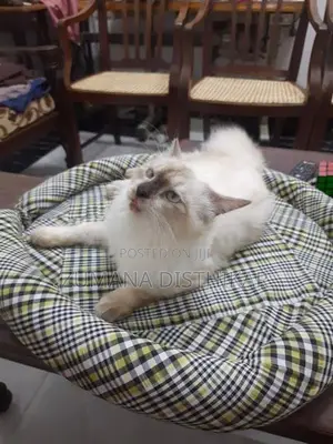 Himalayan Male Cat