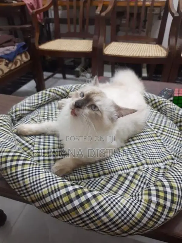 Himalayan Male Cat