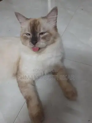 Himalayan Male Cat