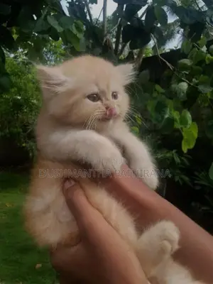 Pacian Cat